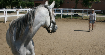 La voz – una ayuda excelente para acompañar la educación y el entrenamiento del caballo
