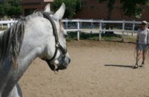 La voz – una ayuda excelente para acompañar la educación y el entrenamiento del caballo