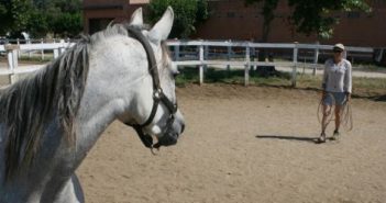 La voz – una ayuda excelente para acompañar la educación y el entrenamiento del caballo