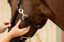 Las constantes vitales de un caballo sano y cómo medirlas