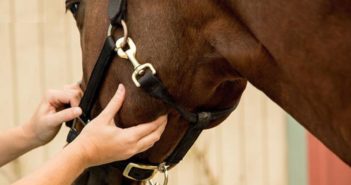 Las constantes vitales de un caballo sano y cómo medirlas