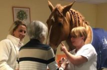 El doctor Peyo, un caballo con corazón