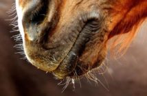 Francia prohíbe el recorte de los bigotes en competición