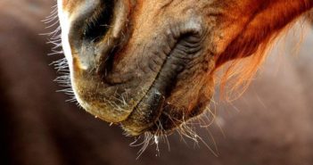 Francia prohíbe el recorte de los bigotes en competición