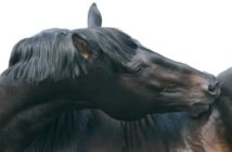 El dolor de dorso crónico, aproximación desde la Medicina Veterinaria Tradicional China