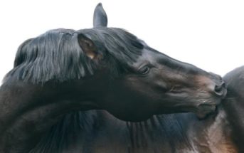 El dolor de dorso crónico, aproximación desde la Medicina Veterinaria Tradicional China