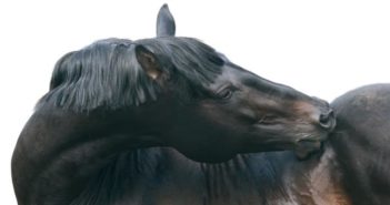 El dolor de dorso crónico, aproximación desde la Medicina Veterinaria Tradicional China