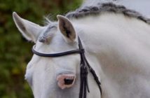 Vitíligo y melanoma en los caballos PRE