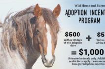 Adopta un mustang