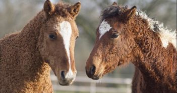 ¿Sabías que existe una raza de caballos con el pelo rizado? Se llama Bashkir Curlie