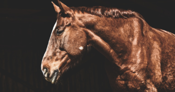 El etograma para detectar dolor en el caballo
