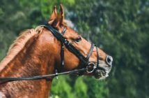 Cómo mejorar un caballo invertido