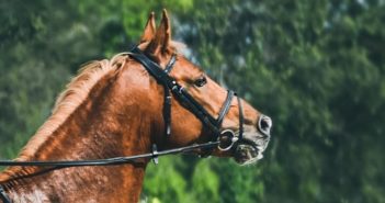 Cómo mejorar un caballo invertido