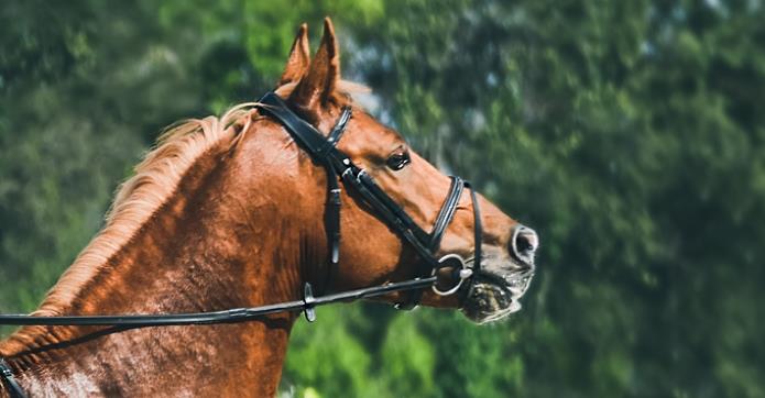 Caballos de rienda: cómo entrenar a tu caballo 2ª parte – Revista Mundo Equino