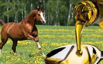 Los suplementos nutricionales ricos en aceite en caballos de deporte