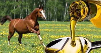 Los suplementos nutricionales ricos en aceite en caballos de deporte