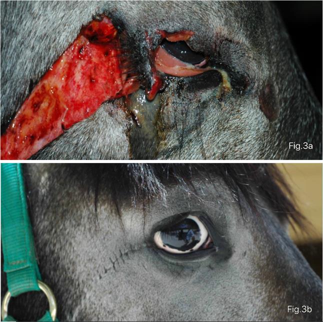 Las lesiones oculares más frecuentes en caballos y sus tratamientos