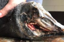 Abscesos en los cascos del caballo