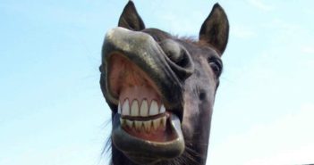 Qué te puede decir el color de las encías de tu caballo