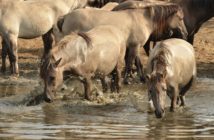 Caballos y agua: 6 recomendaciones que no te debes perder