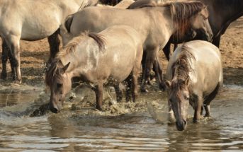 Caballos y agua: 6 recomendaciones que no te debes perder