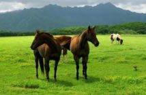 Las necesidades de los caballos