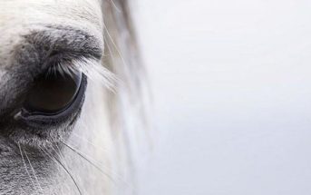 Las lesiones oculares más frecuentes en caballos y sus tratamientos