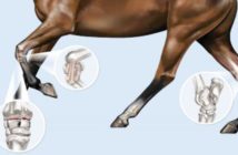 KURASYN, el complemento perfecto para las articulaciones y el sistema musculoesquelético que no da doping
