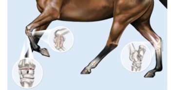 KURASYN, el complemento perfecto para las articulaciones y el sistema musculoesquelético que no da doping
