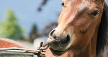 Motiva la curiosidad natural de tu caballo