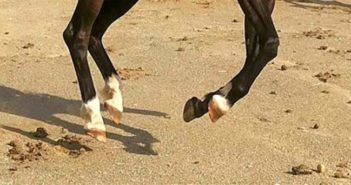 La nutrición y sus consecuencias en el casco del caballo: más allá de la biotina