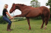 Veterinarios y fisioterapeutas enfrentados en el sector equino