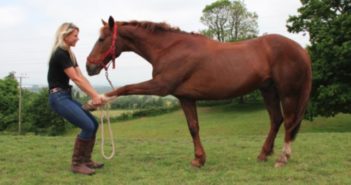 Veterinarios y fisioterapeutas enfrentados en el sector equino
