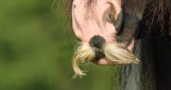 Caballos con bigotes… pero de verdad