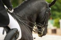 Los jinetes usan más tensión en las riendas de la que los caballos elegirían