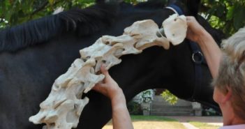 ¿Qué nos revelan los músculos del cuello?