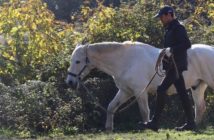 Entrenar a tu caballo no es lo mas importante