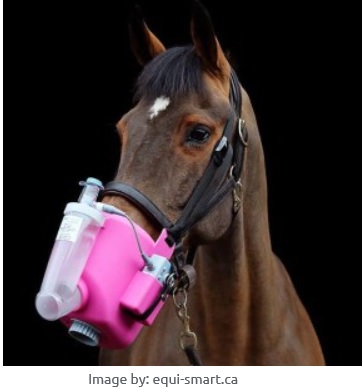 Máscara hermética para la medir la respiración de nuestros caballos