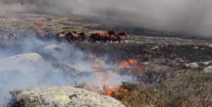 caballos huyendo del incendio