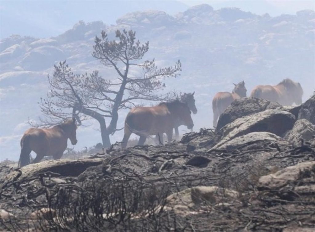 Caballos Incendio La Granja