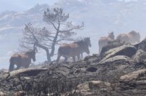 Las otras «víctimas» de los incendios en verano Caballos Incendio La Granja