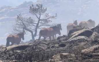 Caballos Incendio La Granja
