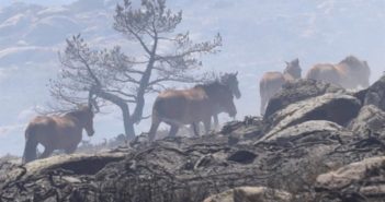 Las otras «víctimas» de los incendios en verano