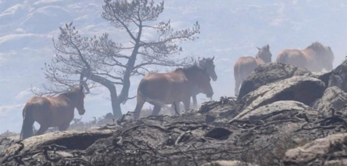 Caballos Incendio La Granja