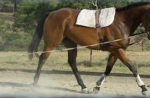 Como poner en forma a nuestro caballo tras las vacaciones