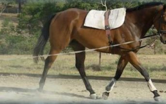 Como poner en forma a nuestro caballo tras las vacaciones