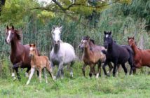 La Desensibilización en Caballos