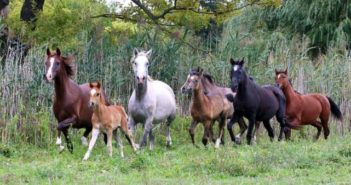 La Desensibilización en Caballos