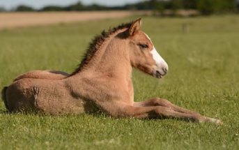 La genética del caballo al nacer