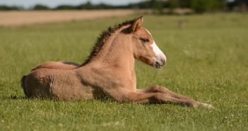 La genética del caballo al nacer